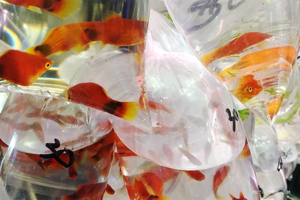 Hong Kong: Goldfish Market - Guldfisk i posevis