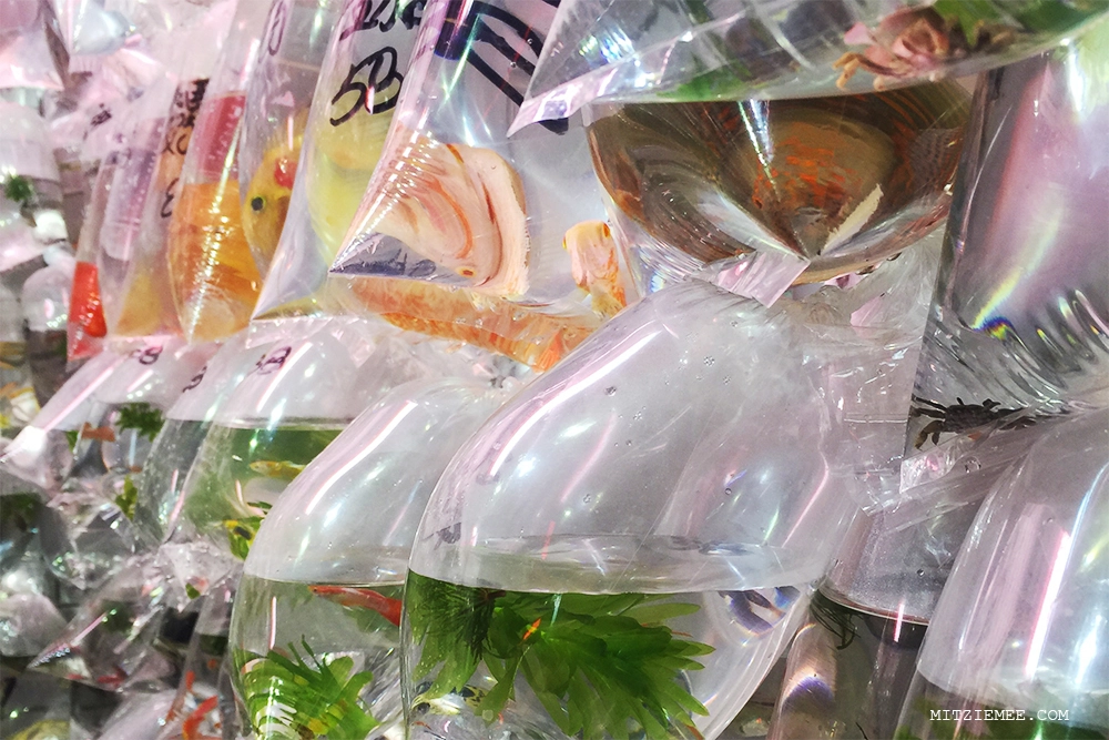 Hong Kong: Goldfish Market - Guldfisk i posevis