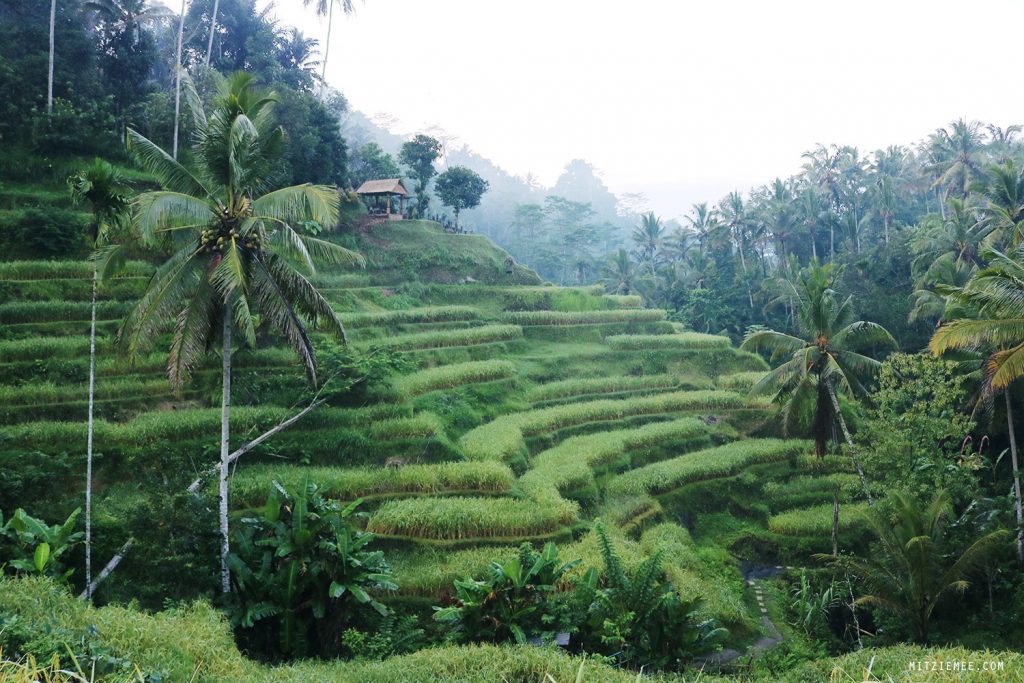 Bali: Tegallalang – En morgen i rismarkerne