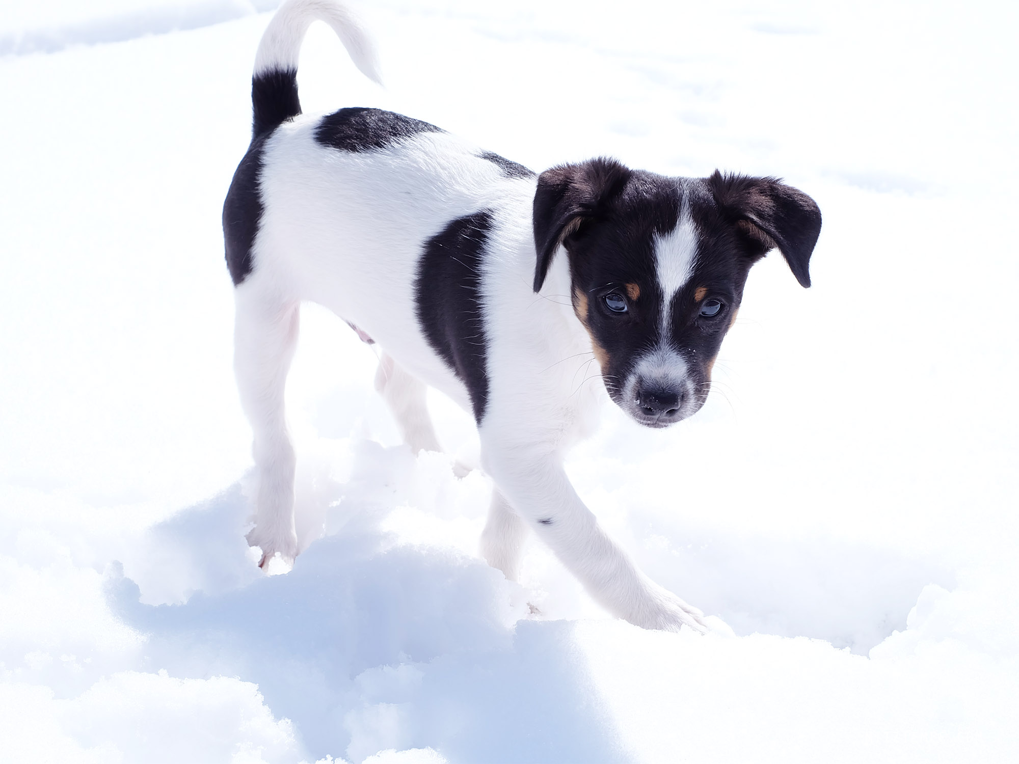Bølles Sne - Dansk Svensk Gårdhund - Hundehvalp i sneen