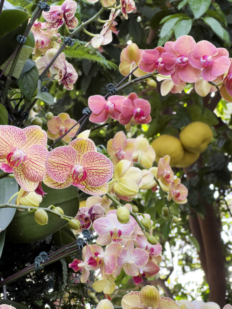New York Botanical Garden: The Orchid Show – Florals in Fashion