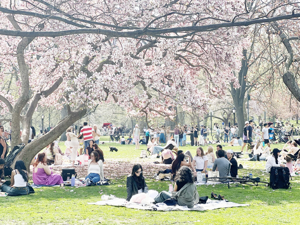 New York Blog picnic i Central Park