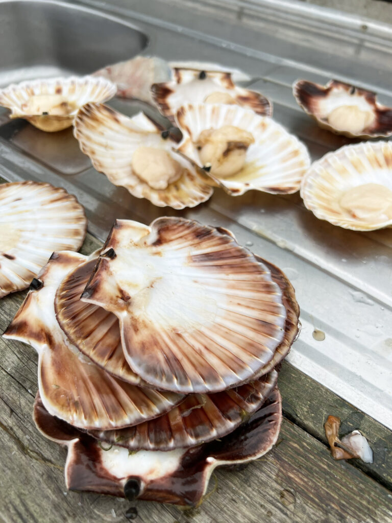 Farsund: Kammuslinger og hvidvin