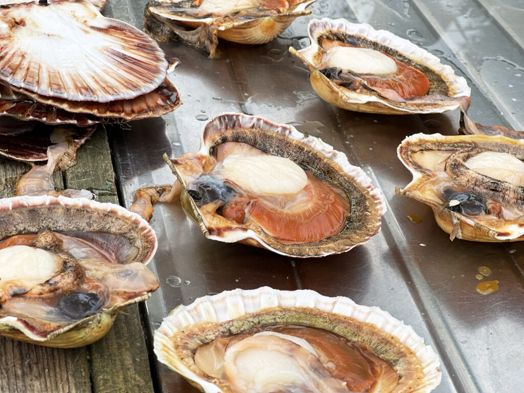 Farsund: Kammuslinger og hvidvin