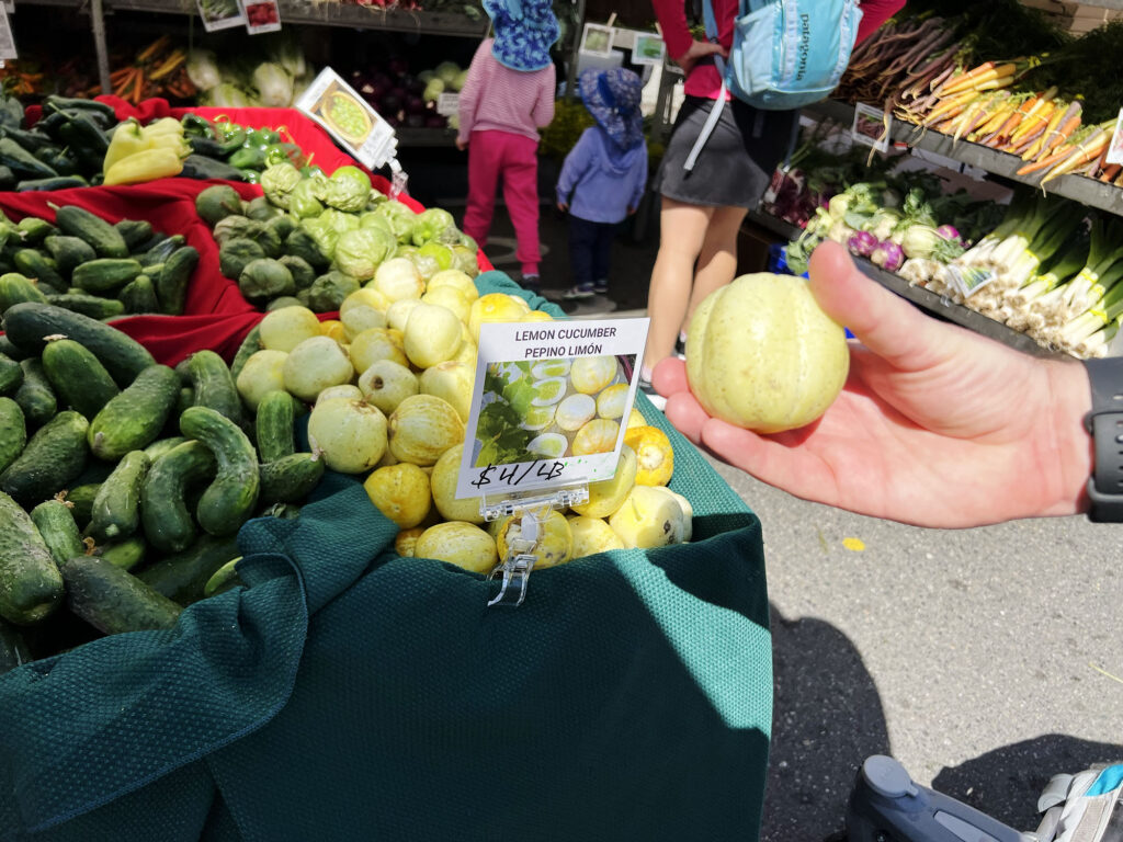 Seattle: Citronagurker (lemon cucumber) frisk fra markedet