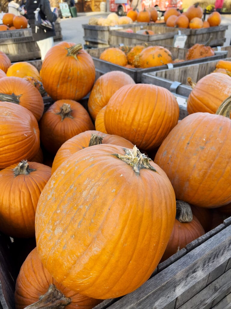 Opskrift: Harissa-ristede Græskarkerner