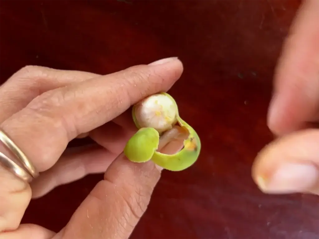 Cambodia: Friske lotusfrø - En lækker snack