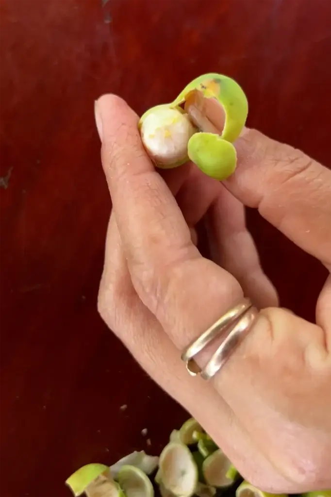 Cambodia: Friske lotusfrø - En lækker snack